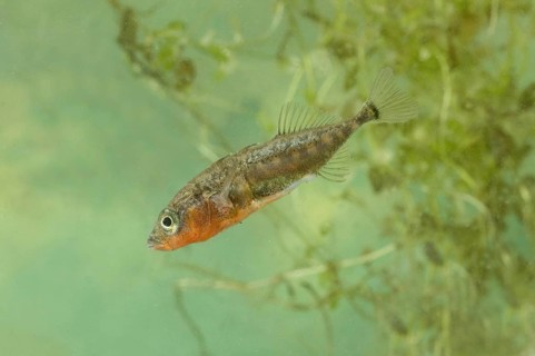 Three-spined Stickleback