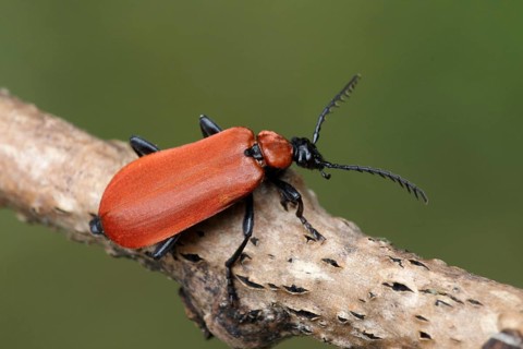 Black-headed Cardinal Beetle