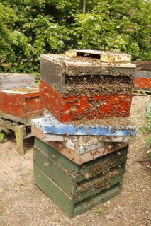 Professional beekeeping