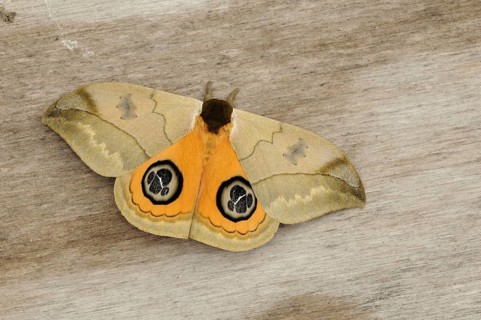 Saturniidae