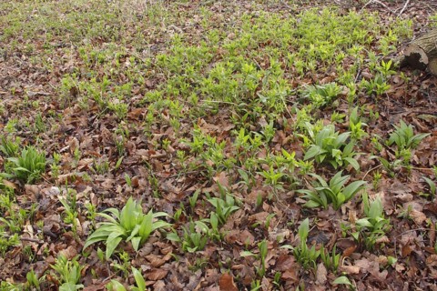 Ramsons