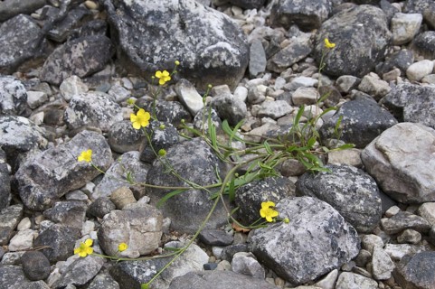 Lesser Spearwort