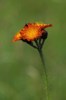 Orange hawkweed