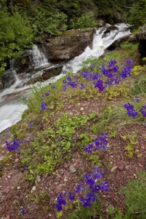 Low Larkspur