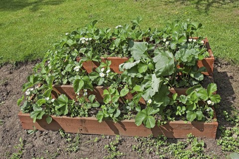 Growing strawberries