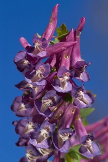 (Corydalis bulbosa), Corydalis cava, Bulbous Corydalis close-up of Ariege Pyrenees, Midi-Pyrenees,