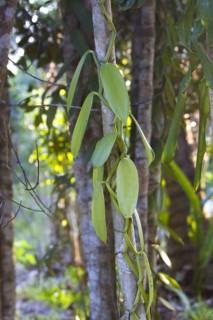 Vanilla vine grows as host plant