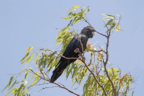 Red-tailed black cockatoo