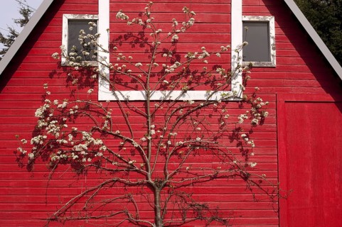 Flowering european pear