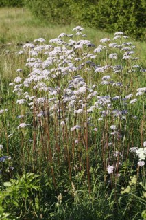 Flowering valerian