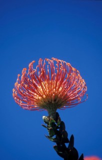 Pincushion Protea