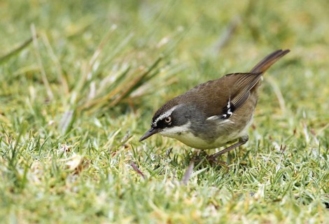 Adult white-browed scrubwren
