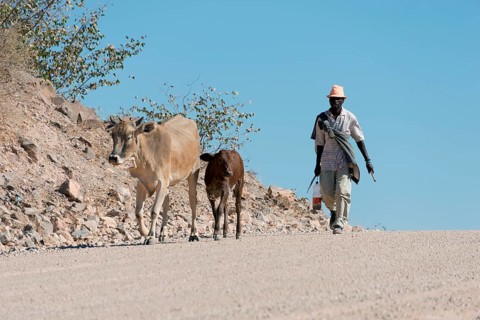 Man with cattle