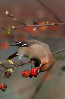 Bohemian waxwing