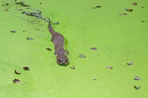 European european otter