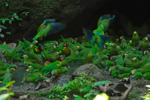 SKobalt-winged Parakeets and Golden-cheeked Parrots