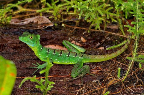 Frontal lobe basilisk