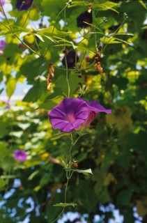 Oceanblue morning glory