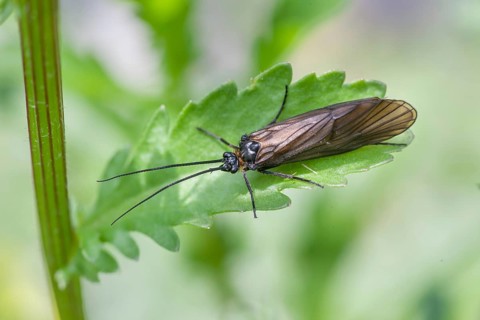 Caddis fly