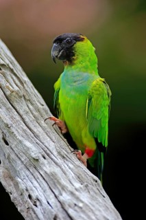 Nanday parakeet