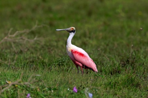 Roseate spoonbill
