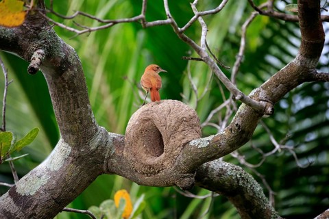 Red-throated Hornbill