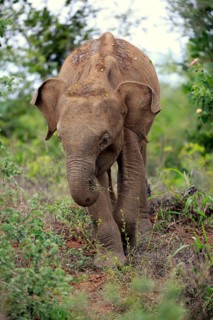 Sri Lankan elephant