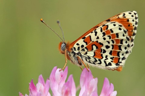 Red fritillary