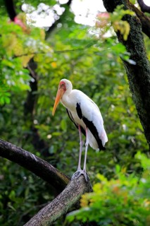 Painted Stork