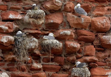 Larus tridactylus