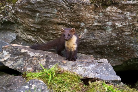 Pine Marten
