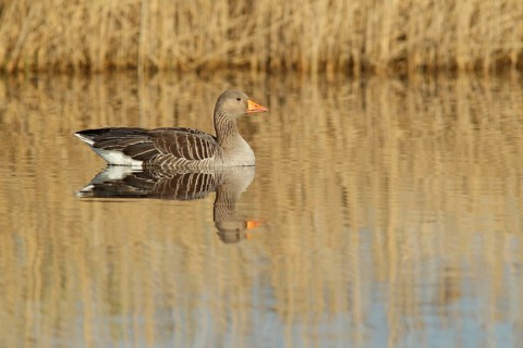 Greylag goose
