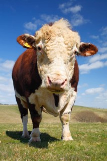 Domestic cattle