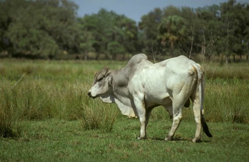 Braham Bull