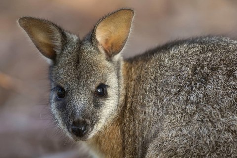 Tammar wallaby