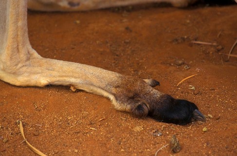 Red kangaroo