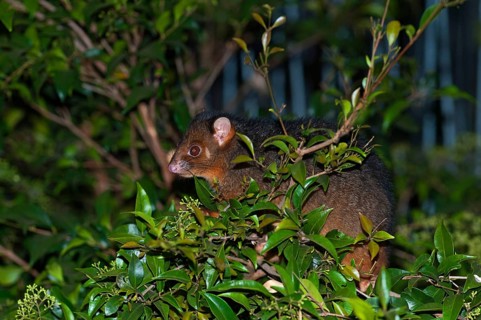 Common ringtail possum