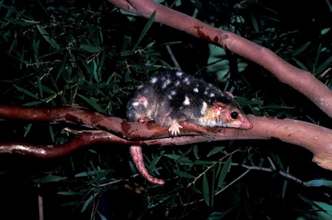 Spotted marsupial