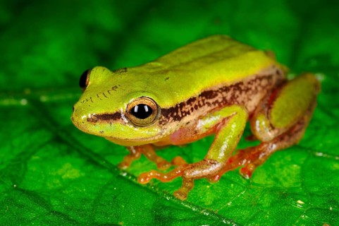 Reed Frog