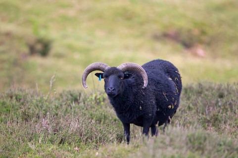 Domestic Sheep