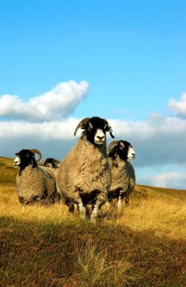 Domestic Sheep