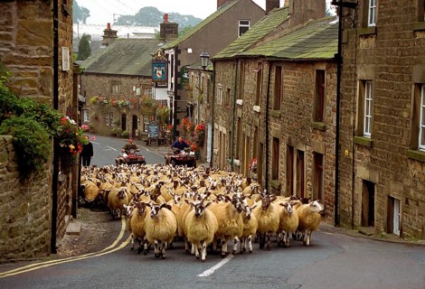 Wandering herd of mule lambs on the road