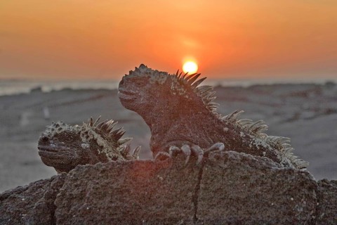 Marine Iguana