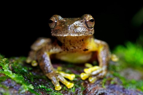Copan Stream Frog