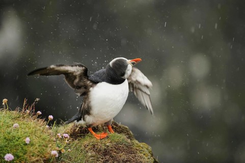 Puffin