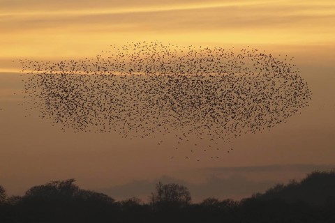 Common common starling