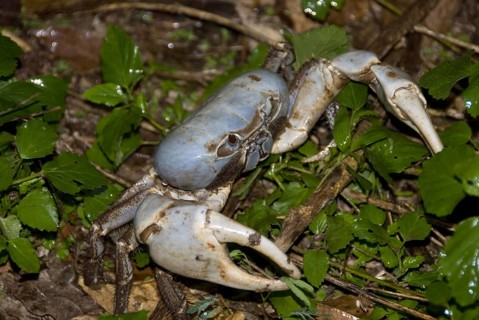 Land Crab