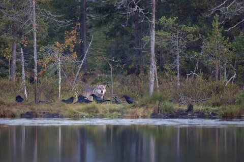 European gray wolf