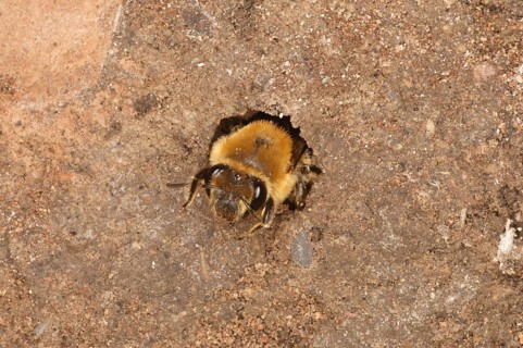Ivy Bee