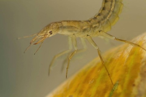 Great diving beetle